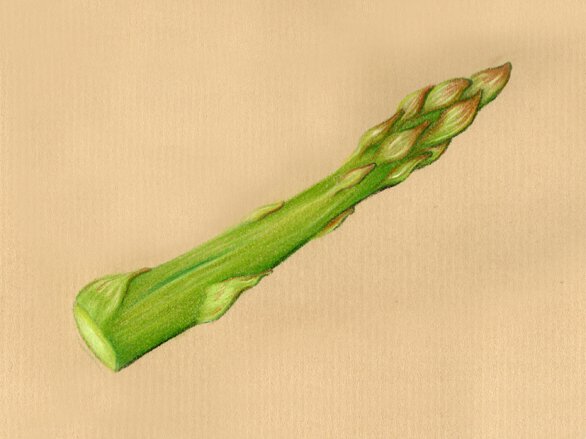 Spargel